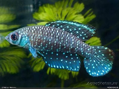 Фото Астролебиас звёздчатый Austrolebias nigripinnis  (photo#109908)