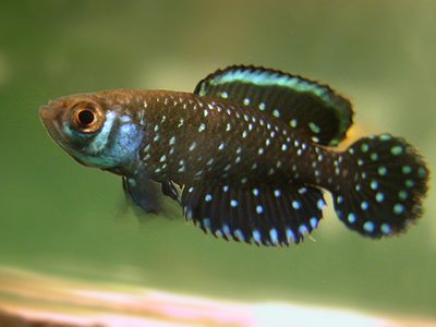 Фото Астролебиас звёздчатый Austrolebias nigripinnis  (photo#109909)