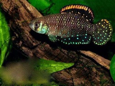 Фото Астролебиас звёздчатый Austrolebias nigripinnis  (photo#109910)