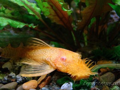 Фото Анциструс золотой Ancistrus Albino Gold  (photo#109932)