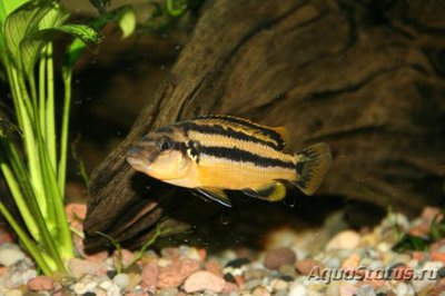 Фото Меланохромис ауратус Melanochromis auratus  (photo#109936)