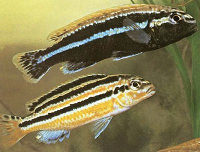 Фото Меланохромис ауратус Melanochromis auratus  (photo#109939)