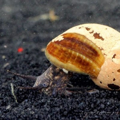 Фото Тиломелания шоколадная Tylomelania Chocolate Rabbit Snail  (photo#109975)