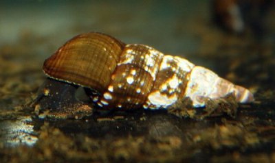 Фото Тиломелания шоколадная Tylomelania Chocolate Rabbit Snail  (photo#109976)