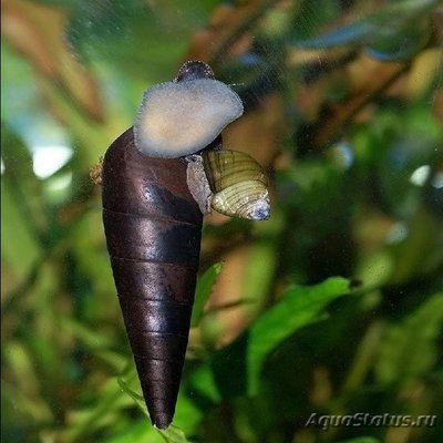 Фото Улитка шип дьявола Faunus ater  (photo#109980)