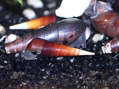 Фото Улитка шип дьявола Faunus ater  (photo#109981)