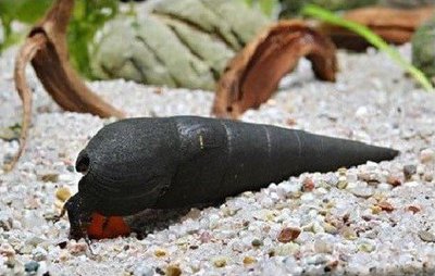 Фото Улитка шип дьявола Faunus ater  (photo#109982)