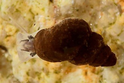 Фото Новозеландская улитка Potamopyrgus ant­ipodarum  (photo#109984)