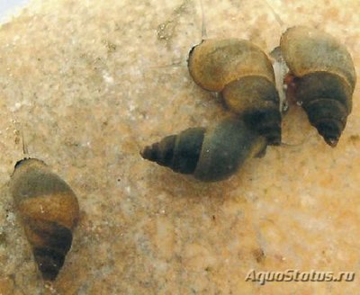Фото Новозеландская улитка Potamopyrgus ant­ipodarum  (photo#109986)