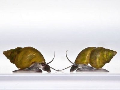 Фото Новозеландская улитка Potamopyrgus ant­ipodarum  (photo#109987)