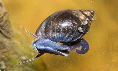 Фото Улитка физа Physa  (photo#109988)