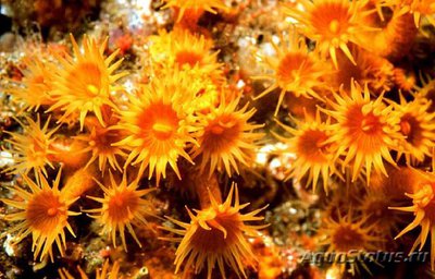Фото Паразоантус Parazoanthus sp.  (photo#110021)