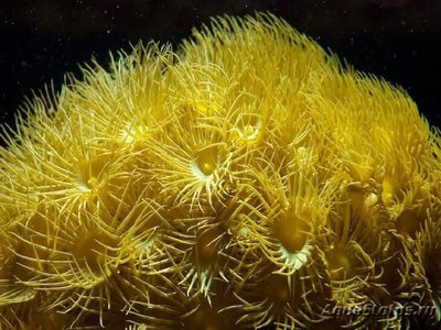 Фото Паразоантус Parazoanthus sp.  (photo#110022)