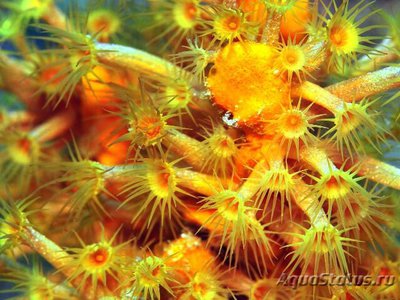 Фото Паразоантус Parazoanthus sp.  (photo#110023)