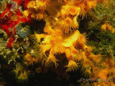 Фото Паразоантус Parazoanthus sp.  (photo#110024)