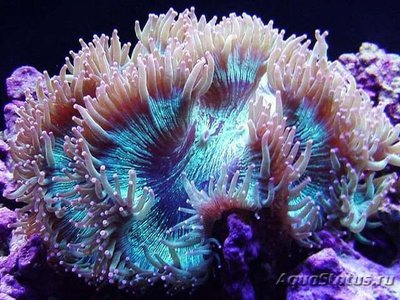 Фото Каталафиллия элегантная Catalaphyllia jardinei  (photo#110025)