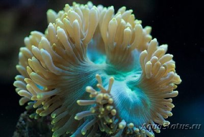 Фото Каталафиллия элегантная Catalaphyllia jardinei  (photo#110027)