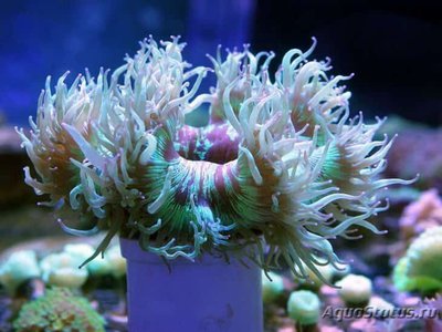 Фото Каталафиллия элегантная Catalaphyllia jardinei  (photo#110028)