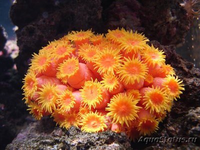 Фото Тубастрея Tubastrea sp.  (photo#110032)