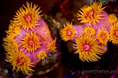 Фото Тубастрея Tubastrea sp.  (photo#110033)