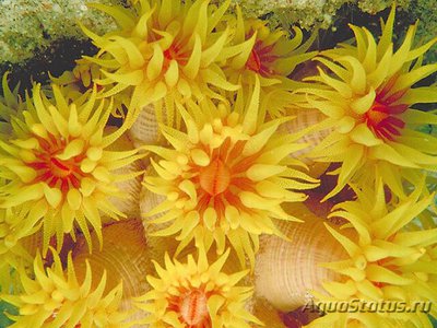 Фото Тубастрея Tubastrea sp.  (photo#110034)