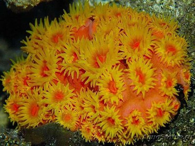 Фото Тубастрея Tubastrea sp.  (photo#110035)