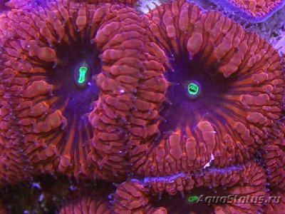 Фото Ананасовый коралл, бластомусса Blastomussa spp.  (photo#110046)