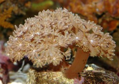 Фото Ксения Xenia sp.  (photo#110049)