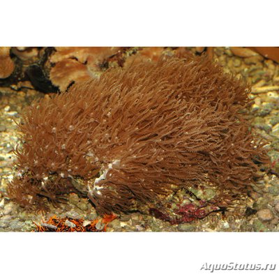 Фото Клавулярия Clavularia sp.  (photo#110052)
