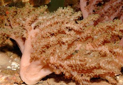 Фото Альциониум Alcyonium sp.  (photo#110053)