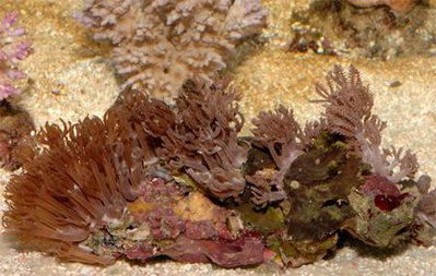 Фото Антелия, Пульсирующий коралл Anthelia sp.  (photo#110054)