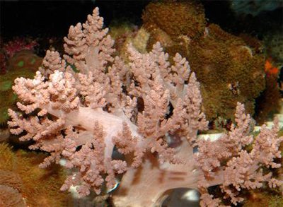 Фото Капнелла Литофитон арбореу Capnella imbricata , Lithophyton arboreum  (photo#110055)