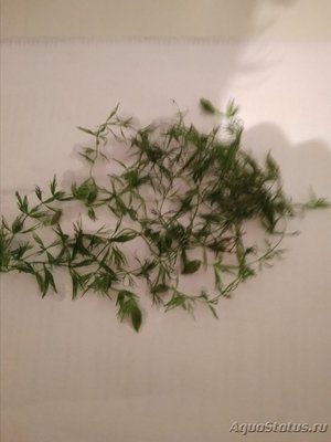 Опознание аквариумных растений
