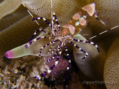Креветка - клоун , анемоновая , или Периклименес  юкатаникус ( Periclimenes yucatanicus )
