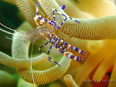 Креветка - клоун , анемоновая , или Периклименес  юкатаникус ( Periclimenes yucatanicus )