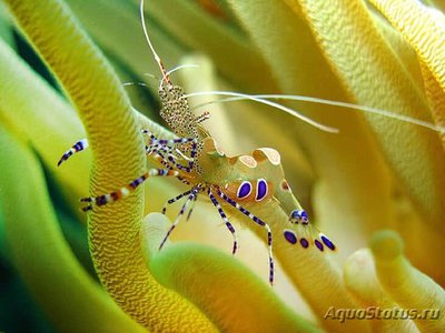 Креветка - клоун , анемоновая , или Периклименес  юкатаникус ( Periclimenes yucatanicus )