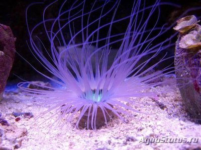 Анемон трубчатый цериантус (Tube Anemone )