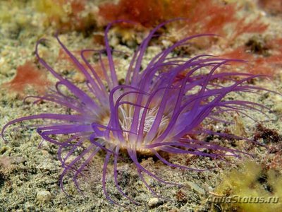 Анемон трубчатый цериантус (Tube Anemone )