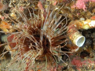 Анемон трубчатый цериантус (Tube Anemone )