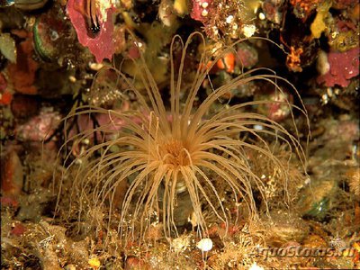 Анемон трубчатый цериантус (Tube Anemone )