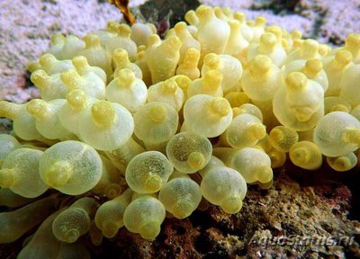 Актиния пузырчатая (Entacmaea quadricolor)