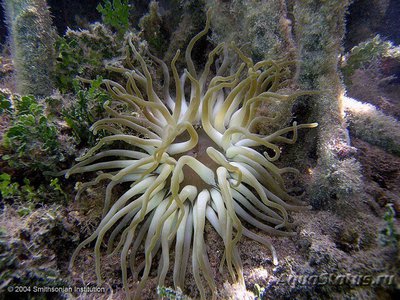 Актиния кондилактис гигантский (Condylactis gigantea)