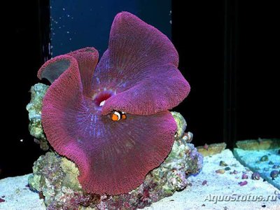 Актиния ковровая гигантская (Stichodactyla gigantea)
