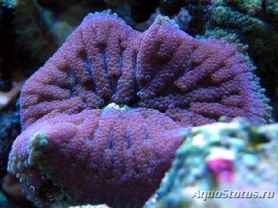 Анемон ковровый ( Stichodactyla tapetum )