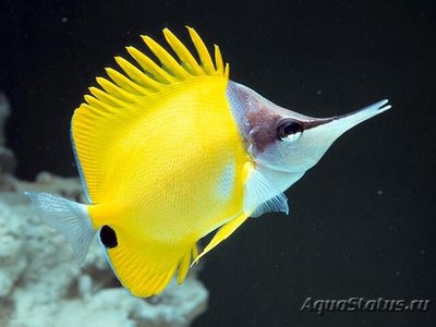 Бабочка пинцет желтая (Forcipiger flavissimus)