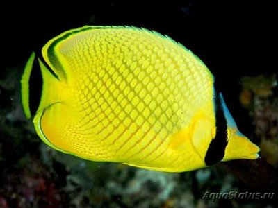 Бабочка Раффла (Chaetodon rafflesi)