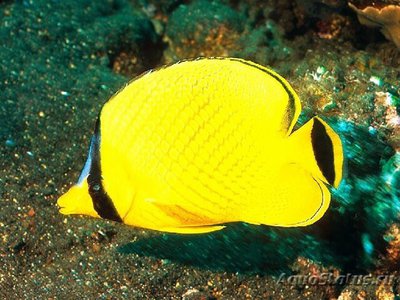 Бабочка Раффла (Chaetodon rafflesi)