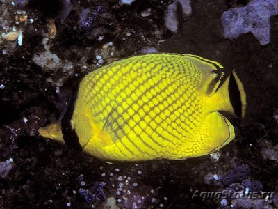 Бабочка Раффла (Chaetodon rafflesi)