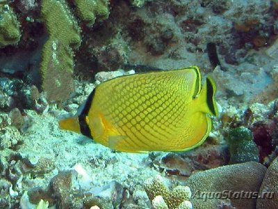 Бабочка Раффла (Chaetodon rafflesi)