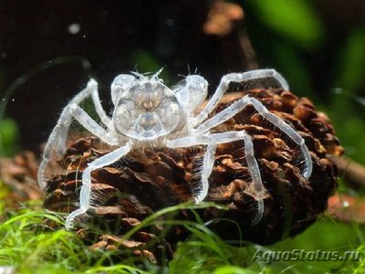 Фото Карликовые крабы (photo#110246)